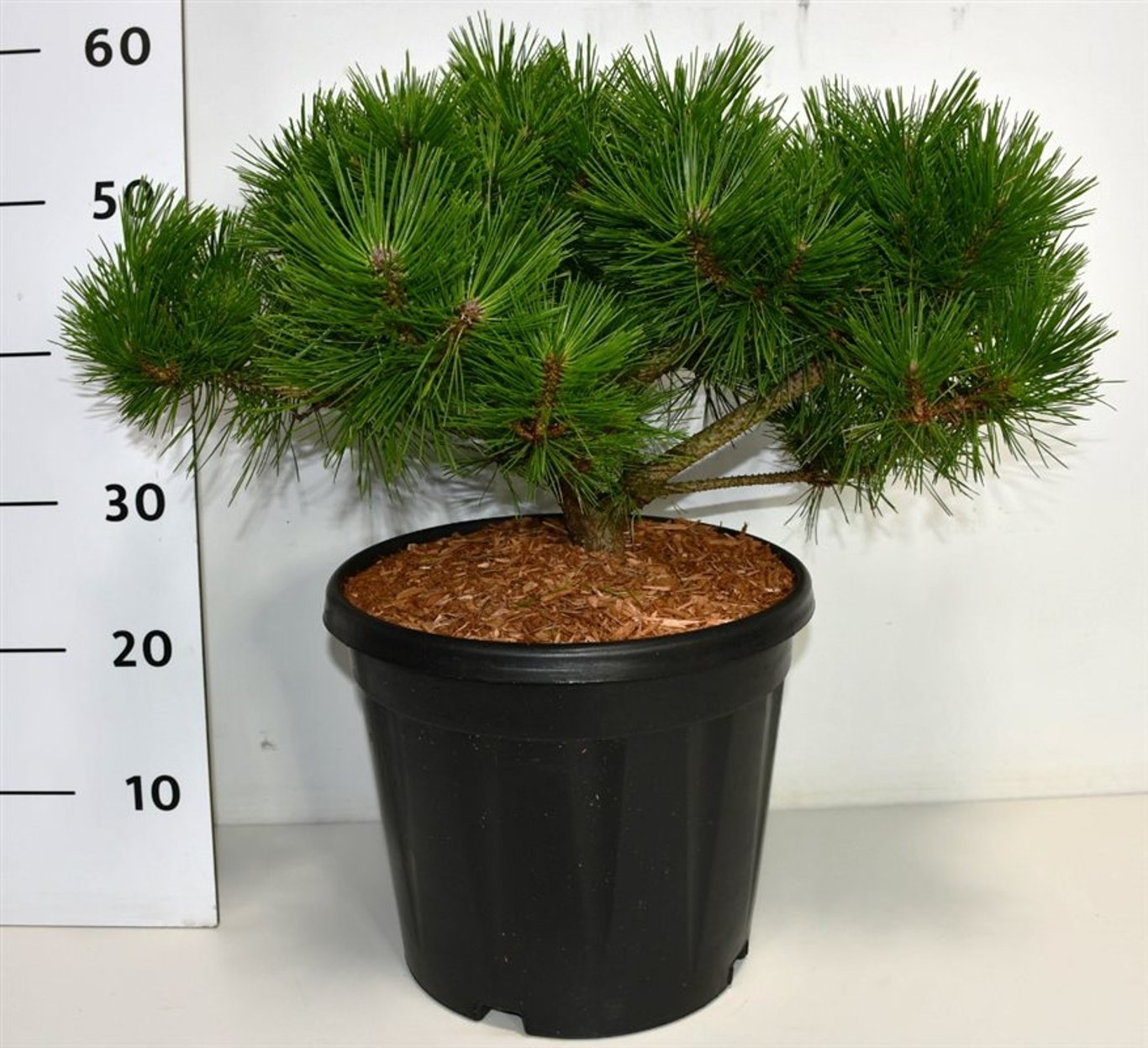 Svarttall – Pinus densiflora 'Low Glow' - C13 40-50 cm.
